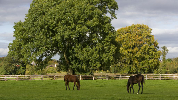 Horses grazing at the National Stud, County Kildare